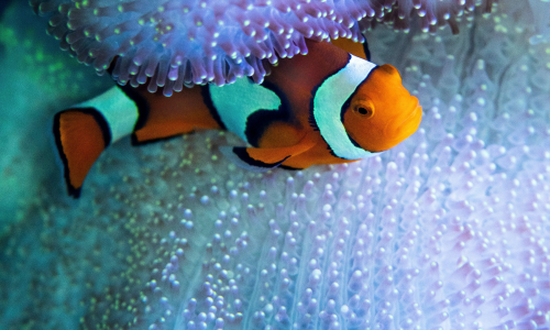 Clownfische 2_Photo by David Clode on Unsplash